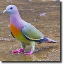 fruit pigeon