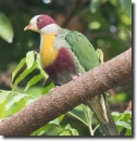 fruit pigeon