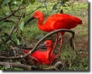 ibis