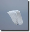 snow owl