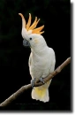 sulphur cacatua