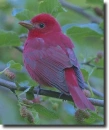 summer tanager