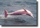 pink dolphine