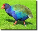 takahe