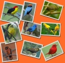 birds