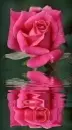 red rosa