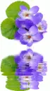 viola