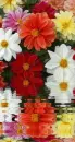 dahlias