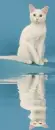 white cat