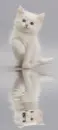 white cat