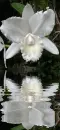 white orchid