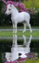white pony