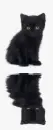 black cat