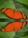 red butterfly