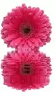 pink gerbera