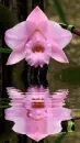 pink orchid