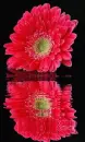 red gerbera