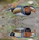 mandarin duck