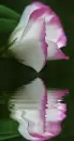 lisianthus