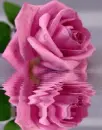 pink rosa