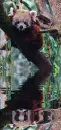 red panda