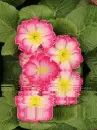 primula