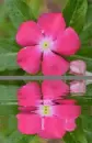pink flower