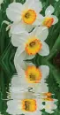 Narcissus
