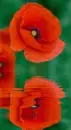 poppy