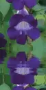 purple snapdragon
