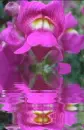 pink snapdragon