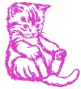 cat