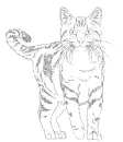 cat
