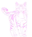 cat