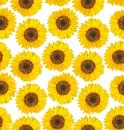 Sunflower Background