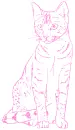 cat