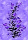 Purple BG