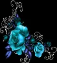Rose Background