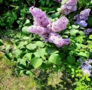 Lilacs Background