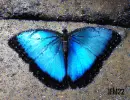 Blue Butterfly