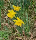 Glitter Daffodils