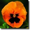 orange oansy