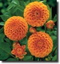 orange dahlia