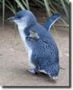 Blue penguin