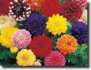 color dahlia