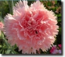 pink dianthus