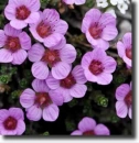 saxifraga