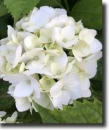white hydrangea