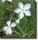 white dianthus