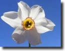 white narcissus